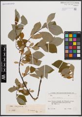 Foto von Salix caprea L.